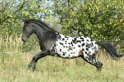 Appaloosa Horse - gallop to discover