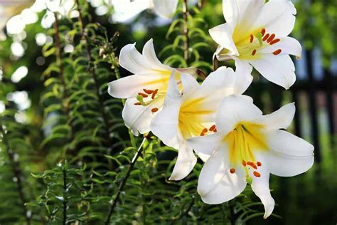 White Lilies: Meaning, Symbolism, and Proper Occasions - A-Z Animals