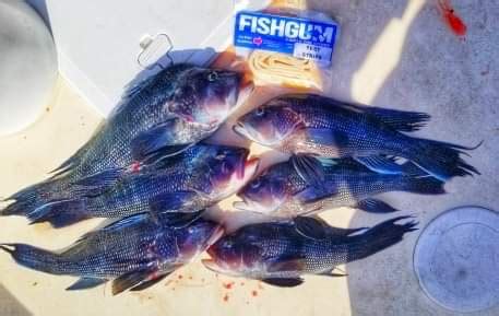 Fish Gum – Pompano Rich