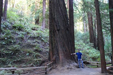 Muir Woods National Monument: California's Giant Redwood Trees - Phillip's Natural World