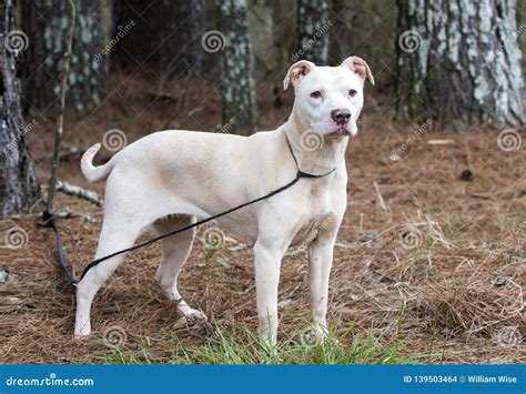 American Pitbull Terrier White