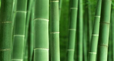 A transcriptomic view of bamboo from a ‘mutant’ perspective | RNA-Seq Blog