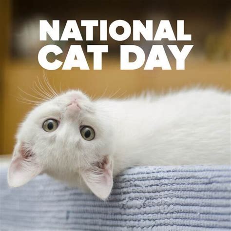 National Cat Day: it's a purr-fect day to celebrate your feline friends