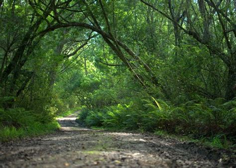 Knysna Forest and Coastal Walks