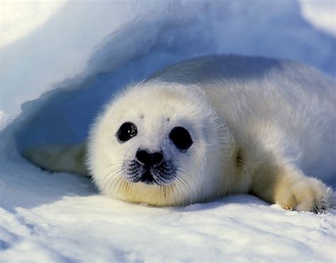 Baby harp seal - Jim Zuckerman photography & photo tours