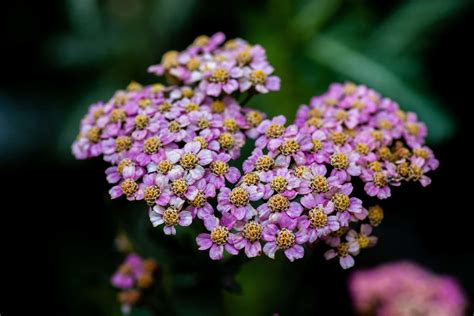 Yarrow Meaning and Symbolism