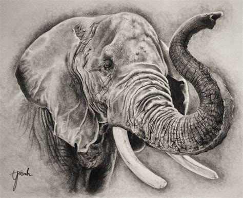 Elephant Sketch by Eriatarka24 on DeviantArt | Elephant sketch, Elephant head drawing, Elephant ...