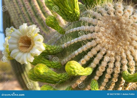 Saguaro Blossom stock photo. Image of flower, cactus - 56274780