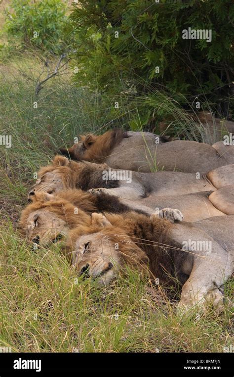 Lions dormant Banque de photographies et d’images à haute résolution - Alamy