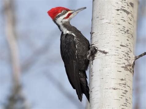 Red Headed Pileated Woodpecker