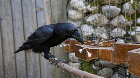 Crows could be the smartest animal other than primates - BBC Future