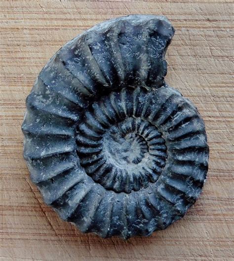 1000+ images about Moluscos fosiles / Fossil Mollusks on Pinterest