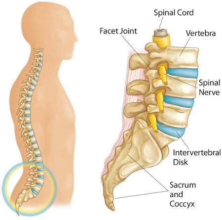 Back Pain | Physio Performance