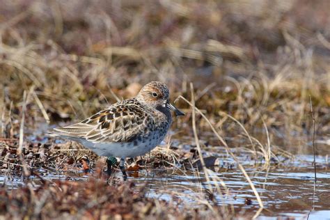 Study on shorebirds suggests that when conserving species, not all land is equal