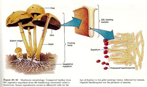 Biology Art, Biology Teacher, Garden Mushrooms, Growing Mushrooms, Plant Pathology, Meiosis ...