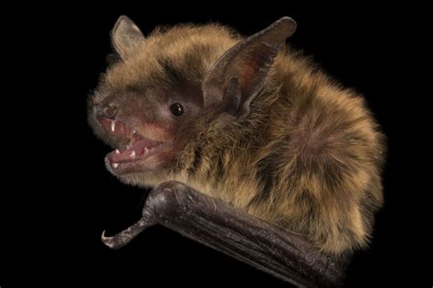 Little brown bat (Myotis lucifugus) at the Wildlife Rehabilitation Center in Roseville ...