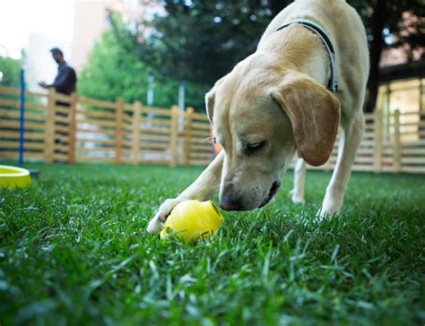 Cico, dog toy | Studio Irvine