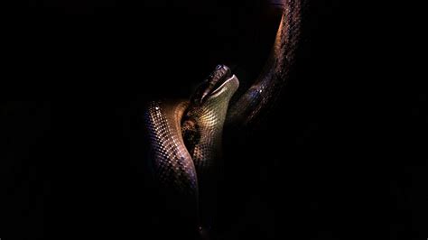 Dark Snake Wallpapers - Top Free Dark Snake Backgrounds - WallpaperAccess