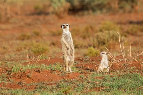 Meerkat | San Diego Zoo Animals & Plants