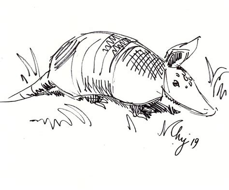 Armadillo illustration black and white line drawing Drawing by Mike Jory - Pixels