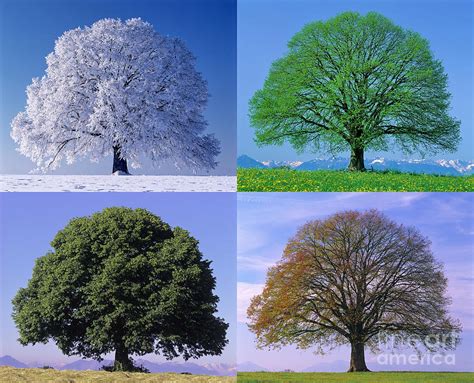 Linden Tree In Four Seasons Photograph by Hermann Eisenbeiss - Pixels