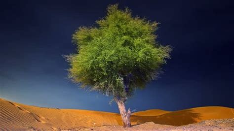 23 Ghaf Tree Stock Video Footage - 4K and HD Video Clips | Shutterstock