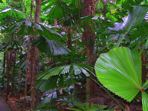 The Best Daintree Rainforest Tour - Tony's Tropical Tours