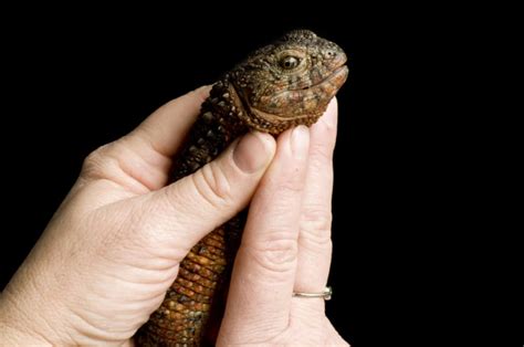 Photo Ark Home Crocodile Lizard | National Geographic Society