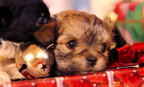 Viral Video of the Day: Puppy Christmas! Cute puppies play with gifts ...