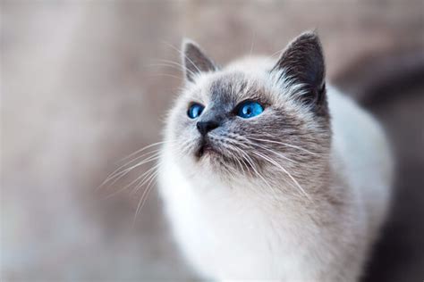 The Ojos Azules Cat: A Fantastic Feline Pet | PetvBlog