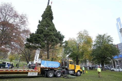 How to watch the 2023 Boston Common Christmas tree lighting | WBUR News