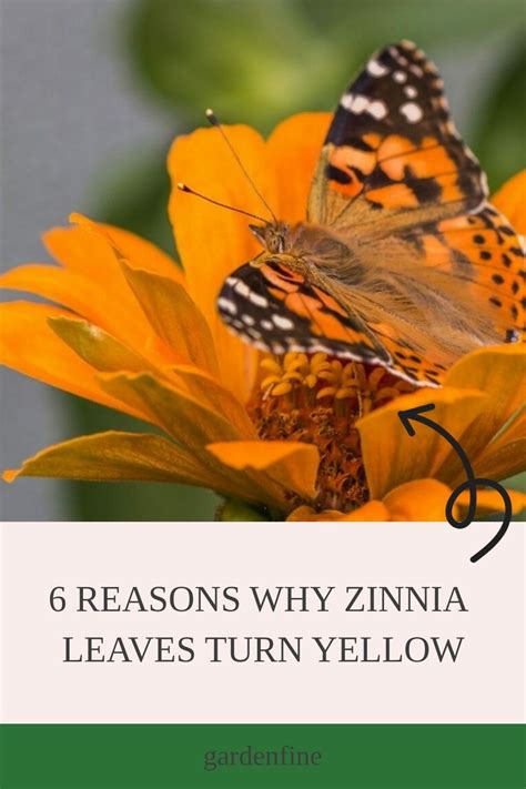 Yellowing Zinnia Leaves: Causes and Solutions