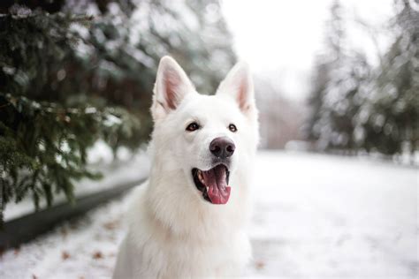 11 Snow Loving Dog Breeds: Get To Know Them! - Tractive