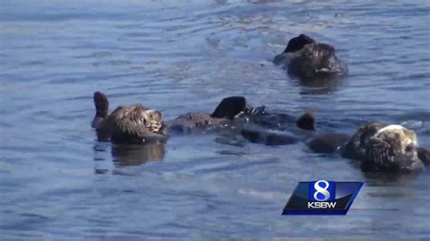 Dead sea otter sparks criminal investigation