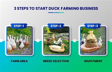 Duck Farming Business in India - 200 Duck Farming Project Report