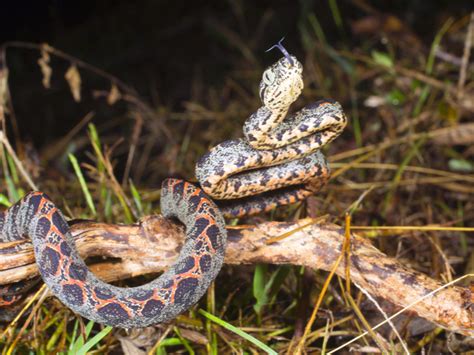 Amazon Tree Boa Care Tips - Reptiles Magazine