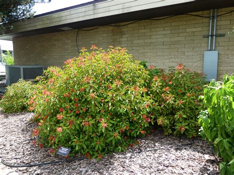 Wild About Florida Native Plants - Firebush - UF/IFAS Extension Clay County