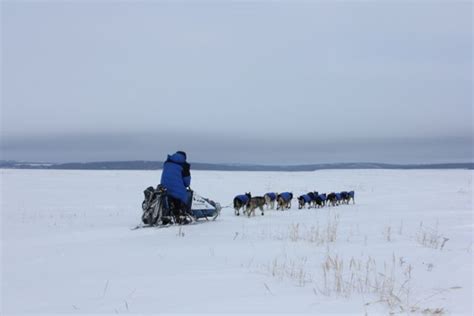 More Teams into Koyuk, Conditions Improve – Iditarod