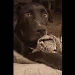 Shocked Dog Meme Generator - Imgflip