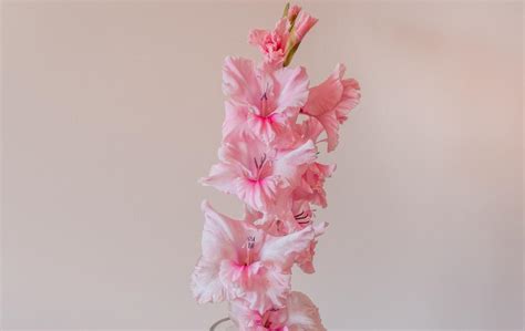 Deeper Meanings Behind the Gladiolus Flower, Explained