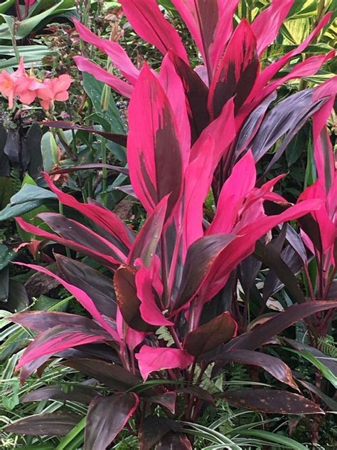 Tropical Cordyline Ti Hawaiian Red Sister houseplant live plant 10+++” Tall | Red plants ...