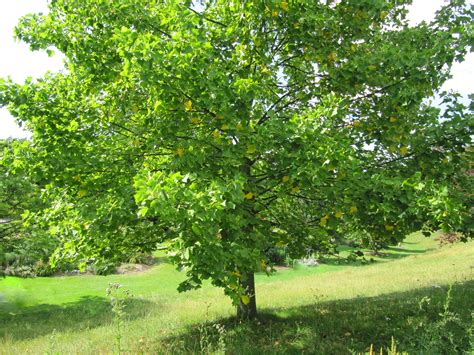 File:Arbre dans le parc floral.JPG - Wikimedia Commons