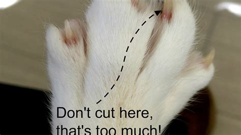 Onychectomy - Cat Nail Clipping - Cat Choices