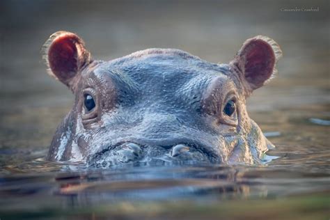 The Fiona Show - Cincinnati Zoo & Botanical Garden®