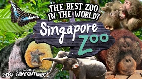 SINGAPORE ZOO TOUR: THE BEST ZOO IN THE WORLD? - YouTube