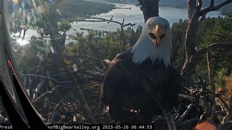 Busy morning FOBBV CAM Big Bear Bald Eagle Live Nest - Cam 1 / Big Bear Bald Eagle Wide View ...