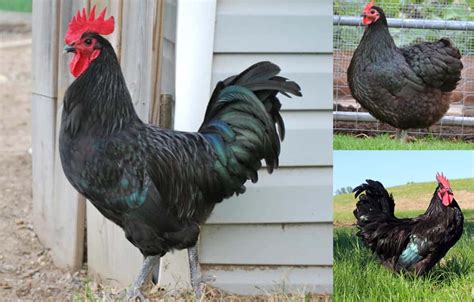 5 Best Black Chicken Breeds (with Pictures)