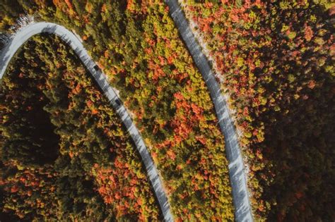 Premium Photo | Top view photo of a forest road in autumn.