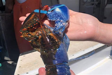 A Rare Split-Colored Lobster Was Caught off the Coast of Maine