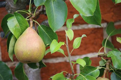 Comice pear: growing, plant care & taste - Plantura